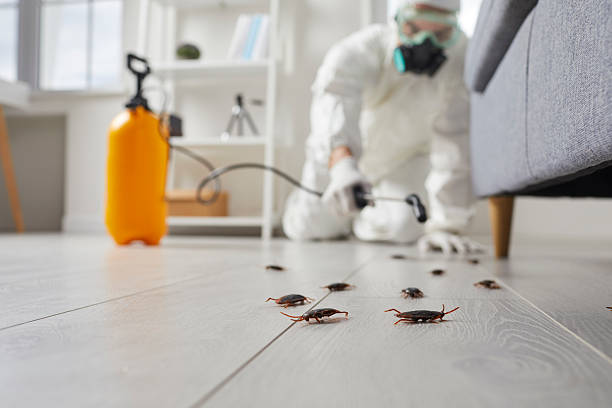 Commercial Rodent Management in Taylor